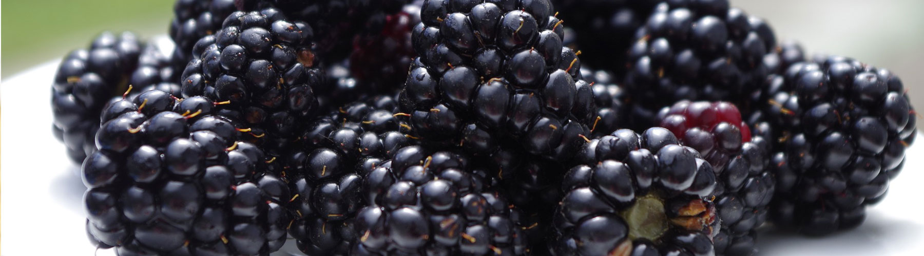 Blackberries Lynden